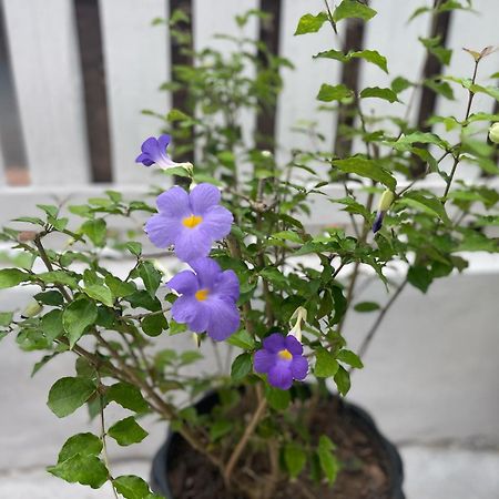 Moukdavan Guesthouse Luang Prabang Eksteriør bilde